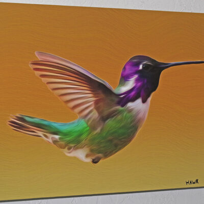 Hummingbird.jpg