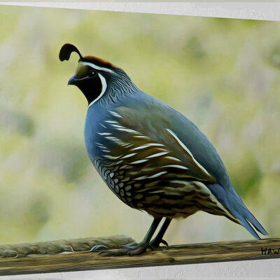 quail-on-a-rail.jpg